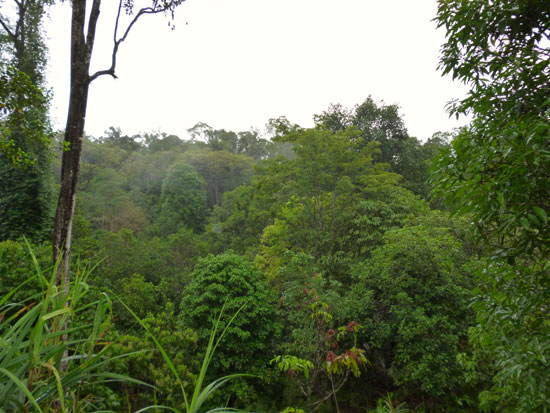 Forêt Sarawak Bornéo